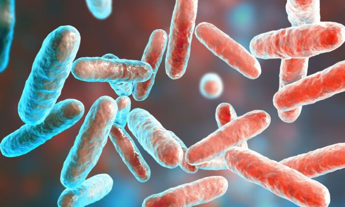 Microrganismos de Probióticos para Tratamento Biológico