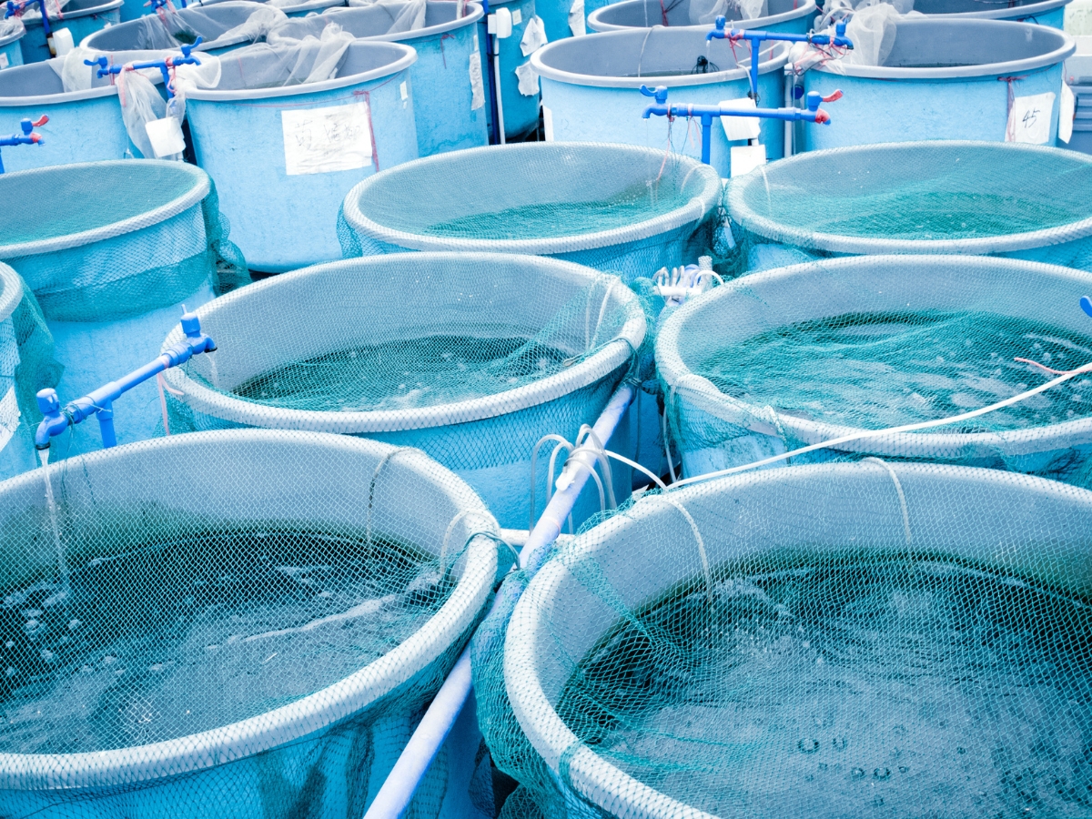 Tanques de Aquicultura